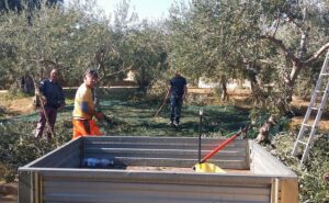 raccolta olive m