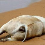 Agrigento, vitello morto sulla spiaggia del Caos – VIDEO