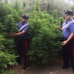 Palma di Montechiaro, Carabiniere arrestato da Carabinieri: coltivava droga