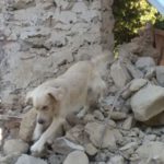 “I Lupi di Agrigento” nelle zone terremotate del Centro Italia