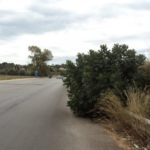 Agrigento, alberi pericolosi in strada. La denuncia di “Agrigento Punto e a Capo”