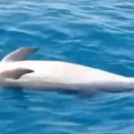 Delfino morto a largo del Fiume Naro – VIDEO
