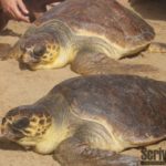 “Vendeva specie protetta di tartarughe online”: denunciato favarese
