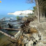 Il comune di Cattolica Eraclea ripulisce le spiagge dagli alberi pericolanti