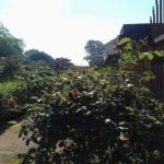 Giornate FAI: al Giardino botanico è percorribile il Viale delle Maioliche