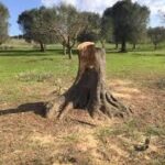 Tagliati 100 alberi d’ulivo nell’agrigentino: possibile intimidazione?