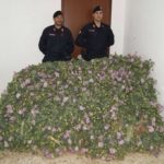 Naro, Carabinieri scoprono piantagione di papaveri da oppio: denunciato 64enne