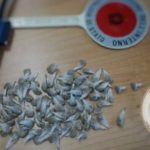 Agrigento, “Falchi” in azione: scoperto extracomunitario con 99 dosi di “marijuana”