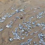 Pesci morti nei pressi del Lido Azzurro, MareAmico: “disastro ambientale”
