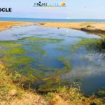 MareAmico dopo gli esiti dell’Arpa: “Sversamento di fogne a Lido Rossello e Lido Azzurro” – VIDEO
