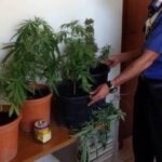 Coltivava Marijuana in casa: arrestato giovane canicattinese