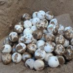 Caretta Caretta deposita le sue uova sulla spiaggia di Cannatello: prima ovodeposizione nella zona