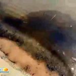 Mare nero alle Pergole, Mareamico: “inquinato mare e spiaggia” – VIDEO