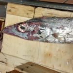 Stabilimento abusivo a Menfi: sequestrati 4700 chilogrammi di pesce avariato
