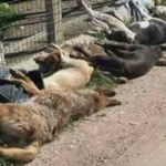 Sciacca e gli animalisti in piazza dopo la strage dei randagi: “vergognatevi tutti”