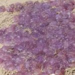 Menfi, una “marea” di meduse in spiaggia: stupore fra i bagnanti