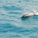 Delfino trovato morto nelle spiagge agrigentine