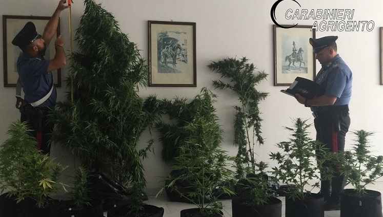 Marijuana