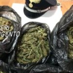 Palma di Montechiaro, sequestrati 20 chili di Marijuana nascosta tra i filari d’uva: arrestate due persone – VIDEO