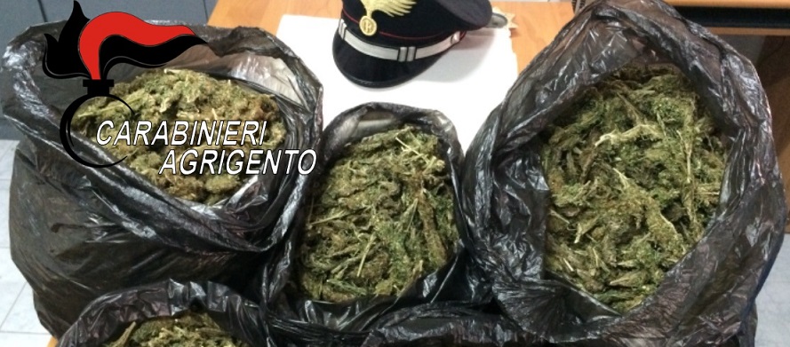 Marijuana