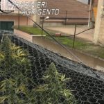 Blitz all’interno di un’abitazione a Ravanusa: scovata una mini piantagione di “Marijuana”