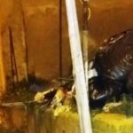 Favara, esce di casa e al rientro trova una discarica di rifiuti