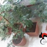 Mini piantagione di “Marijuana”: blitz in un’abitazione a Ravanusa