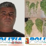 Coltivava piantine di marijuana sul suo terreno all’interno di un tunnel: arrestato bracciante agricolo