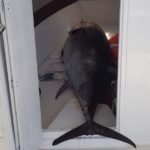 San Leone, pesca non autorizzata: sequestrato tonno rosso