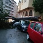 Tempesta si abbatte ad Agrigento: cade grosso albero in via Porta di Mare