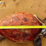 Maddalusa, trovata morta una tartaruga. Mareamico: “stiamo uccidendo il nostro mare”