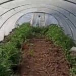 Licata, invece dei meloni una serra di Cannabis: denunciati padre e figlio