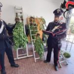 Scoperta piantagione di Marijuana a Ribera: un arresto