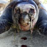 San Leone, trovata morta una grossa Tartaruga “Caretta Caretta” – VIDEO
