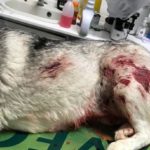 Husky uccisa a Raffadali, Cuffaro: “Chi ha visto o sentito qualcosa, parli”