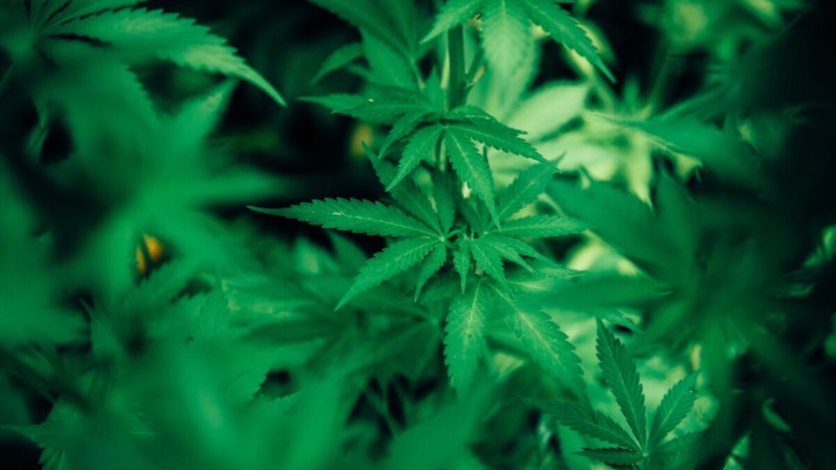 Piantagioni di Marijuana tra le zucchine: in arresto 33enne di Licata