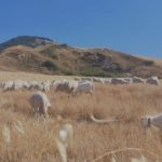 Siculiana, allevamento di ovini abusivo in ex mattatoio: scatta la denuncia