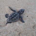 Lampedusa: il TAR Palermo sospende l’ordine di demolizione e salva le tartarughe caretta caretta
