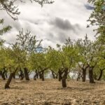 Burgio, alberi d’ulivo tagliati n un terreno di un agricoltore: al via le indagini