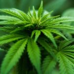 Ok della Camera alla coltivazione della cannabis