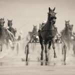 Naro, corse clandestine di cavalli: scatta il blitz della Polizia