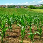 Agricoltura, riattivati per due anni tre bandi del Psr Sicilia su misure agroclimatiche e Natura 2000