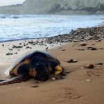 Mareamico Agrigento: “troppe tartarughe morte in giro”