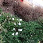 Mareamico Agrigento: “scoperta discarica in centro città” – VIDEO