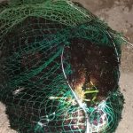 Pesca dei ricci di mare, Mareamico: “aiutateli a sopravvivere”