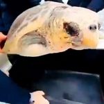 Lampedusa, i Carabinieri riportano in mare la tartaruga marina “Fiamma”
