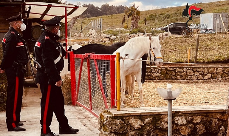 Canicattì, sequestrato un centro ippico
