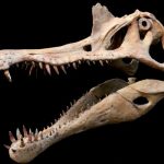 Al Planetario di Agrigento arrivano i dinosauri: torna la mostra Akrasauro