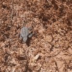 Siculiana, nate tartarughe dentro il porto – VIDEO