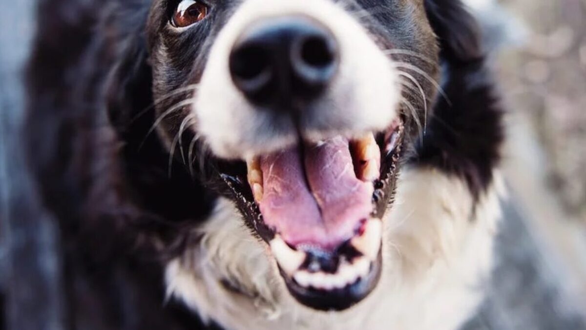 Menfi, bambino di 4 anni morso da un cane: applicati punti di sutura